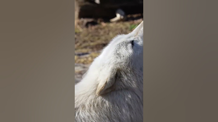 Gray Wolf's Silly Howl Spreads Joy