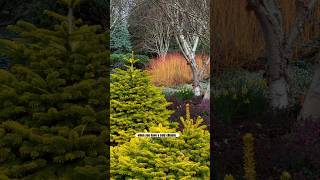 Plants for a WINTER GARDEN #garden #gardening