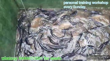 3rd harvesting | jaikumar Nagpur | BPL fish World Fisheries | biofloc practical learning.
