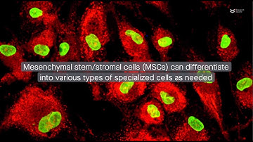 Extracellular matrix–induced signaling pathways in mesenchymal stem/stromal cells