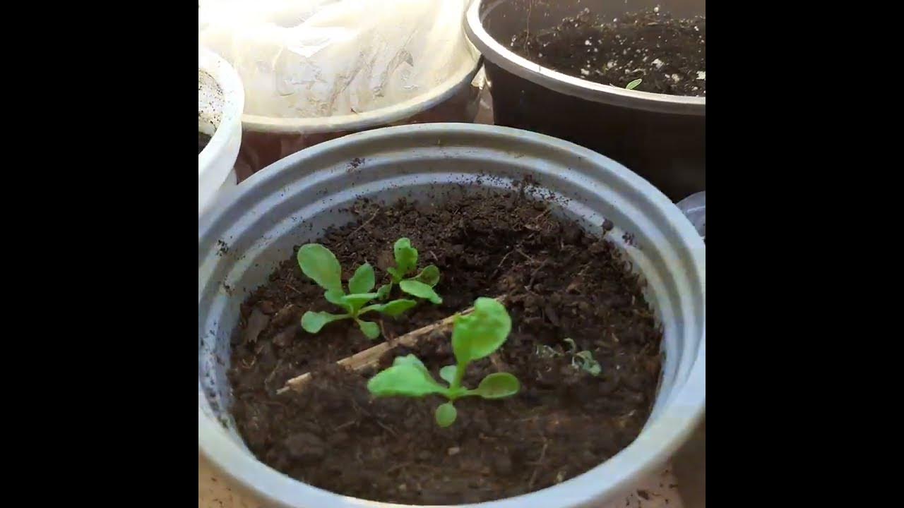 Посев семян на рассаду. Рассада в январе 2024. Пикировка бархатцев в стаканчики. Рассада в январе 2024. Рассада помидор.