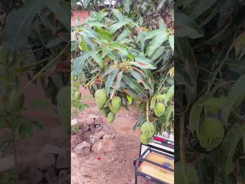 Ayas mango dzakunyorwa numbers in a tree 😂😂