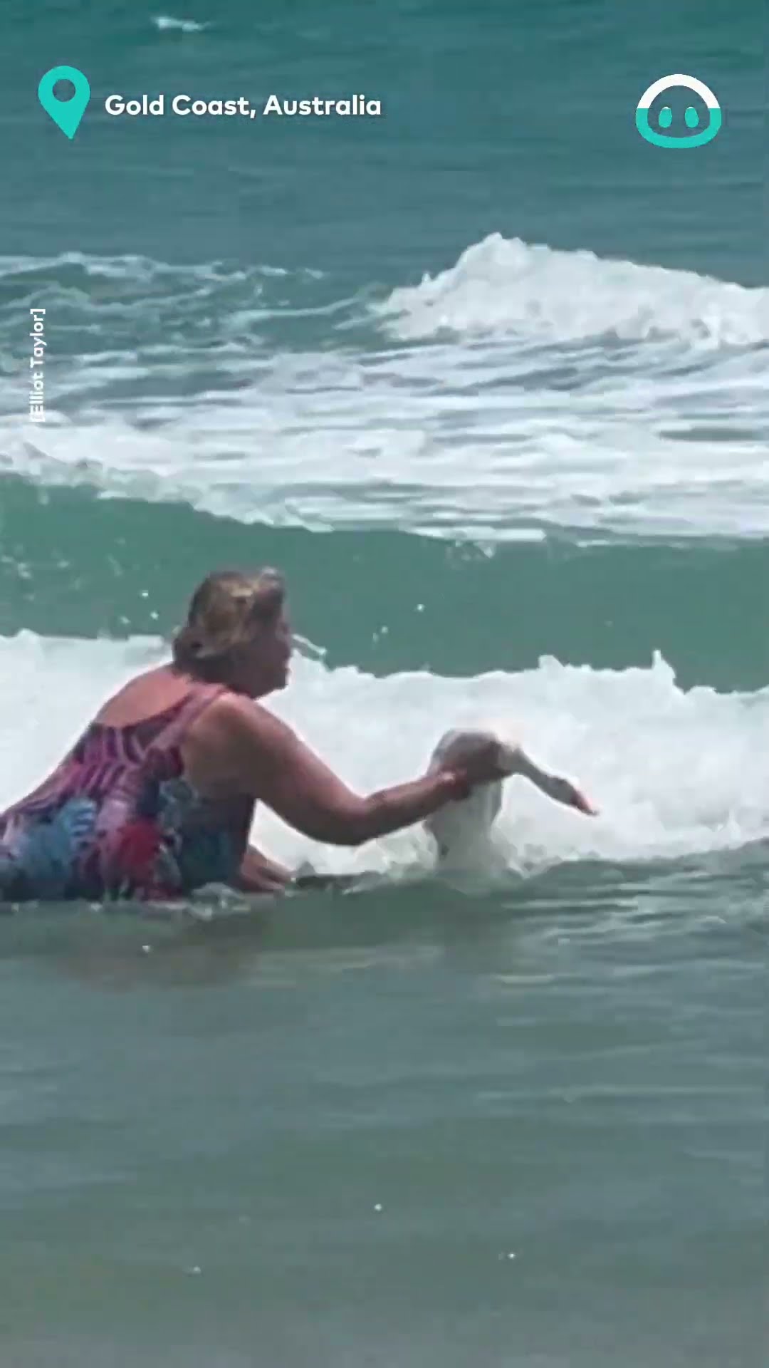Pet Duck Visits Beach || ViralHog