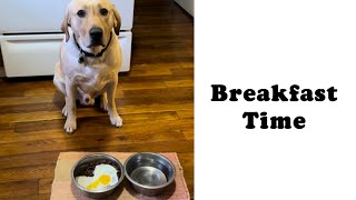 Breakfast time for my dog | Tobi the Yellow Lab