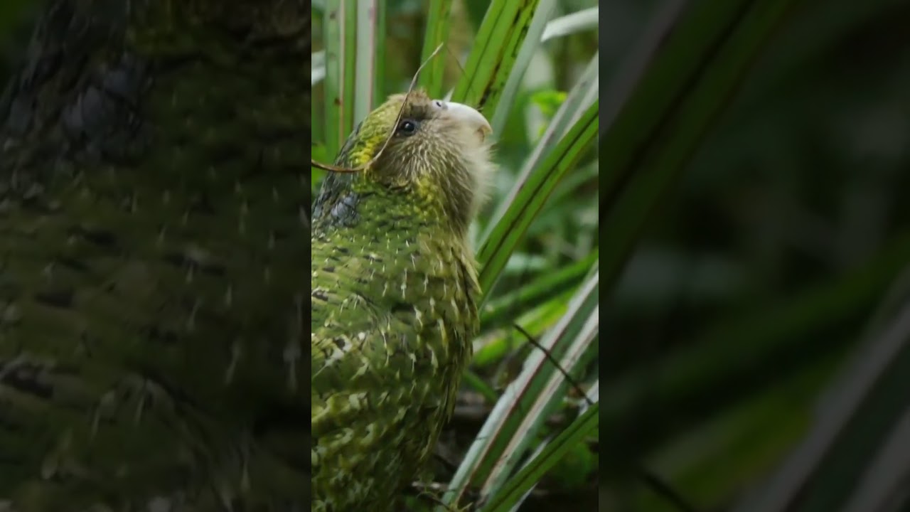 Kakapo 