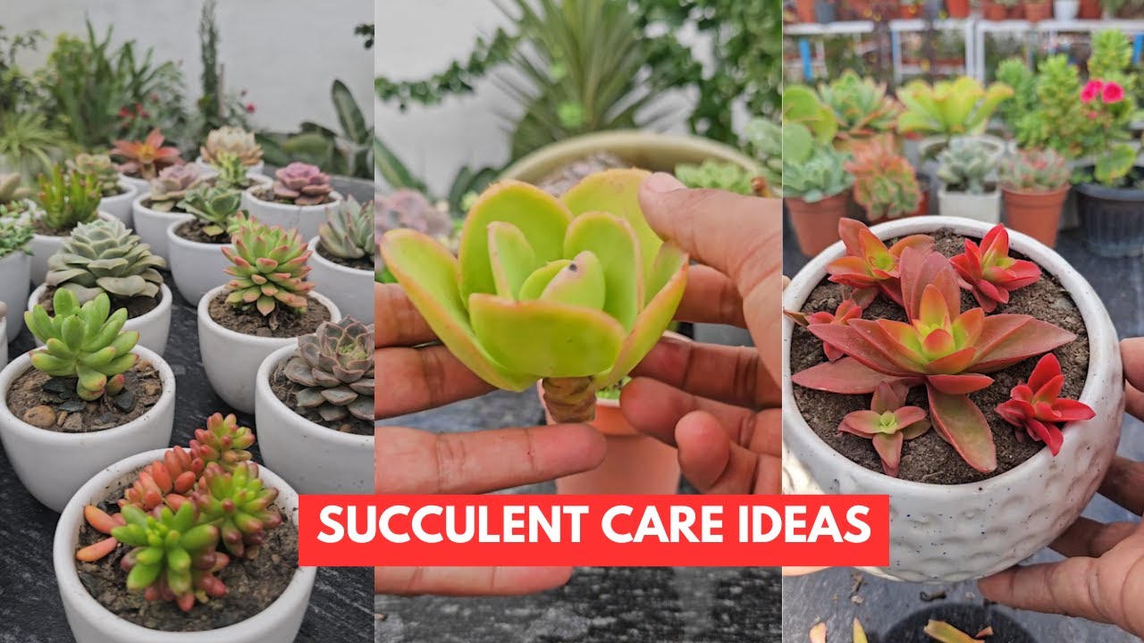 🌵 Succulent Care Tips for Healthy & Happy Plants | Easy Guide for Beginners