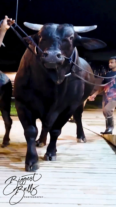 #qurbani2026#cow  #bull #shots