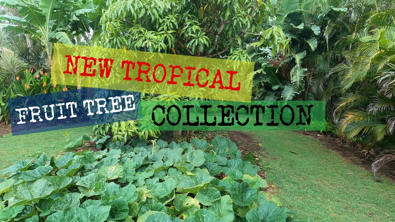 NEW TROPICAL FRUIT TREE COLLECTION