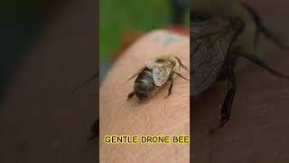 #beekeeping #honeybeesting #beeinfluencer #bee #beekeeper #honey #savethebees #drone #honeybee