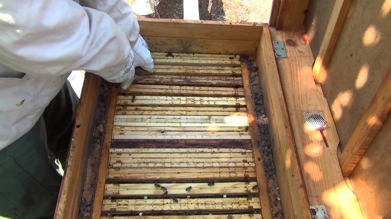 Piotr i Pszczoly 023 - Przeglad Uli po Drugim Miodobraniu - Czy to Koniec Pozytkow?