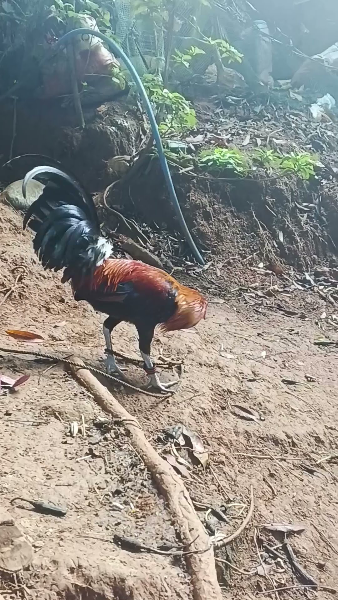 Chicken #life