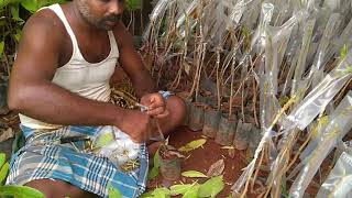 Stone Grafting Or Epicotyl Grafting, Cashew Plants Grafting Simple And Easy Method..