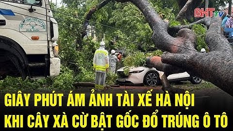 Giây phút ám ảnh tài xế Hà Nội khi cây xà cừ bật gốc đổ trúng ô tô | Truyền hình Hà Tĩnh
