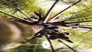 Harmonic Lull - Gentle Rain