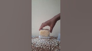 Reverse Video - Tower of Beans x2 Speed - Satisfying #Shorts Reversed Videos