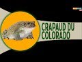 Amphibiens venimeux : Le Crapaud du Colorado