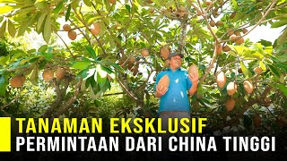 Download Lagu Sawo Raksasa Buah Yang Diminati Kalangan Menegah Keatas Dan Bisa Diolah Menjadi Tepung MP3 Download Lagu Sawo Raksasa Buah Yang Diminati Kalangan Menegah Keatas Dan Bisa Diolah Menjadi Tepung MP3
