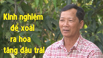 Nắm trọn bí kíp để xử lý xoài Hòa Lộc ra hoa, tăng tỷ lệ đậu trái của nhà vườn 5 Đi _ Mango Việt Nam