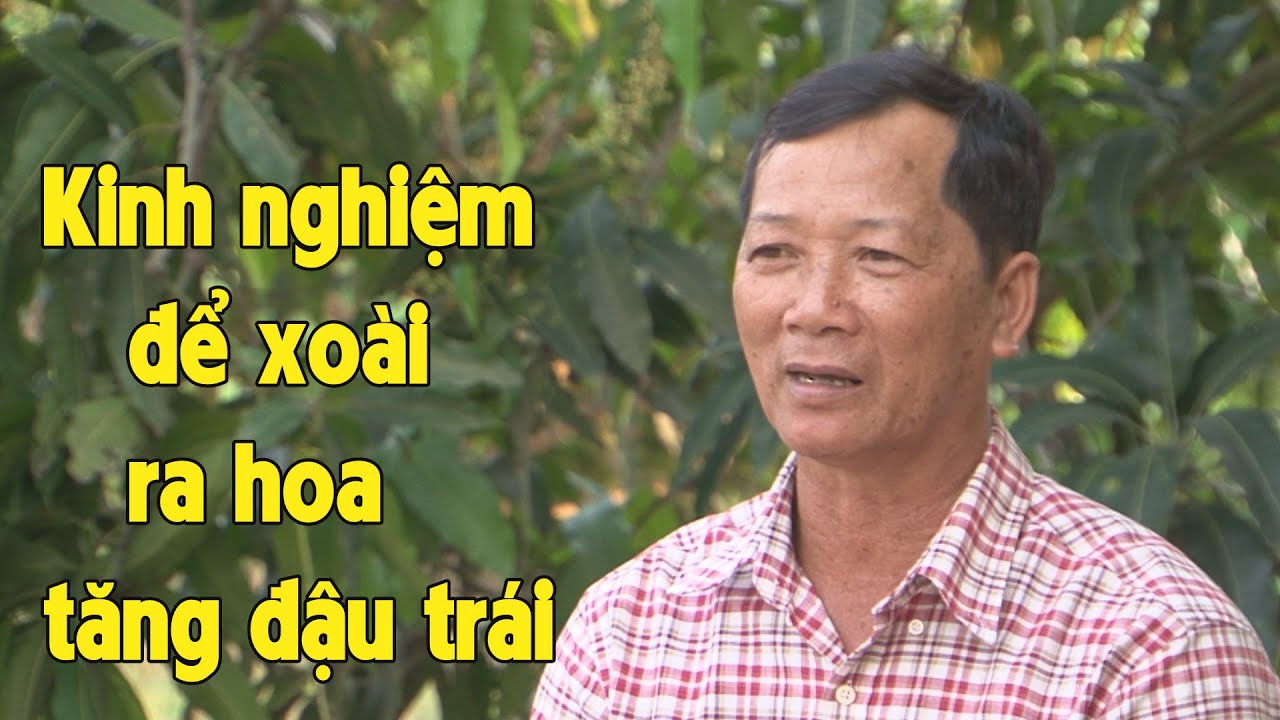 Nắm trọn bí kíp để xử lý xoài Hòa Lộc ra hoa, tăng tỷ lệ đậu trái của nhà vườn 5 Đi _ Mango Việt Nam