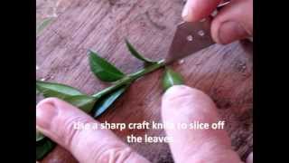 How to take box (buxus) cuttings