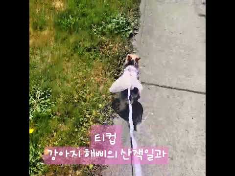 #미국강아지 #시애틀브이로그 #애완견 #강아지 🥰오늘도 신나게 동네한바퀴 돌고ㅎㅎ