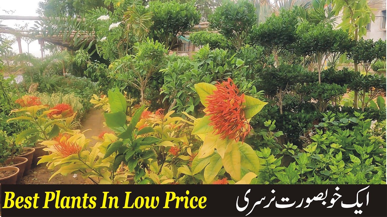 Beautiful Nursery Best Indoor & Outdoor Plants & Flowers Plants