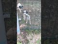 🐕💞💞two cute puppy💓💞🐕loveable cute friends fight💞🐕