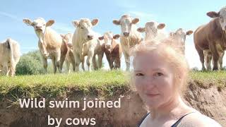 Wild Swim Joined by Cows