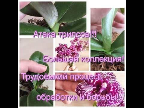 ТРИПСЫ напали на