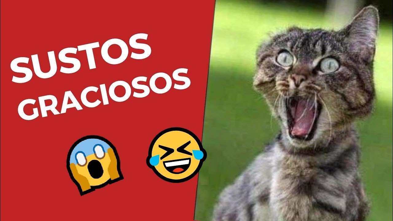 2020 Animales Humanos