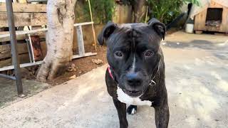 Staffordshire Bull Terrier