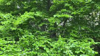 Common beech - mid canopy - May 2024
