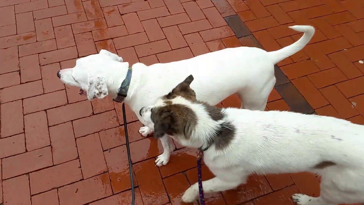 Prince Tribute at Minneapolis City Hall