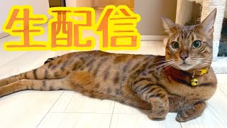 【生配信11/21】コタツとのぼせた体を冷やす床とを往復する猫の生配信🐈