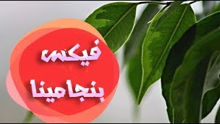 فيكس بنجامينا من اجمل اشجار الزينة/دائمة الخضر