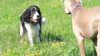 Comprehensive Health Check Up Checklist for Brittany Dogs