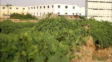 Surah Ta Ha | Suleiman al-Maali | سورة طه