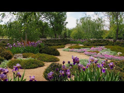 Video: Alerce Llorón (32 Fotos): Plantación Y Cuidado De Alerce En Un Tronco, Uso En Diseño De Paisaje. ¿Cómo Enraizar Esquejes?