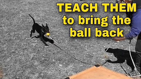 Bring the ball back. Teach them a toy retrieve.