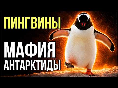 Пингвины: воры и шпионы или гении выживания? Факты, которых вы не знали.