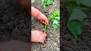 Smart Sweet Potato Farming: Strategic Horizontal Slip Planting for Higher Yields! #shorts