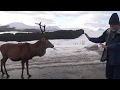 Loch Tulla Viewpoint Stag