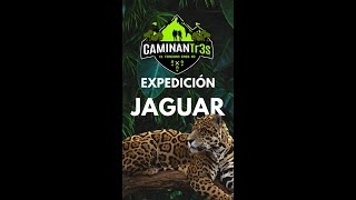 EL JAGUAR || El animal más poderoso de AMÉRICA by CaminanTr3s 794 views 8 months ago 3 minutes, 18 seconds