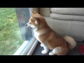 AKITA INU Mon chien de garde.AVI