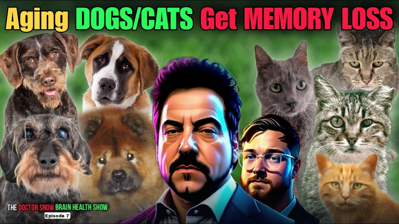 Aging DOGS/CATS Get MEMORY LOSS -The Doctor Snow Brain Health Show: Episode 7