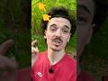 encore une belle sortie détection de métaux #chien #pourtoi #shorts #shortvideo #humour #shortsfeed