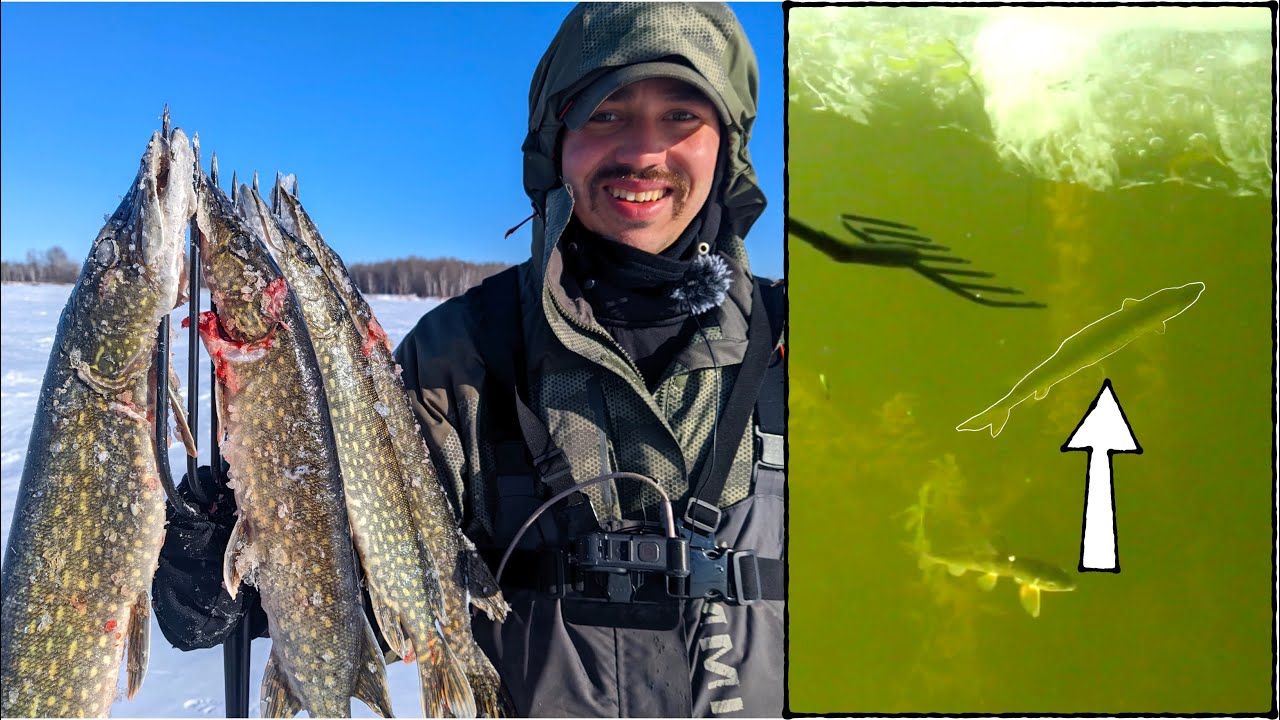 SPEARING Pike While Ice Fishing + Underwater Footage 