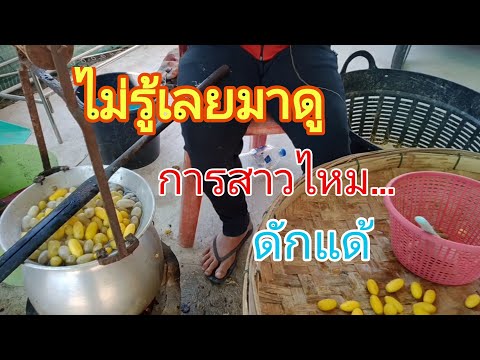 สาวไหม สาวหลอก ดักแด้ ไม่รู้เลยมาดู หาความรู้กันหน่อยไปดูกัน ??