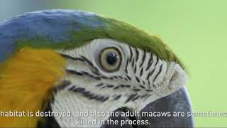Blue and Gold Macaw Conservation Project  - Trinidad