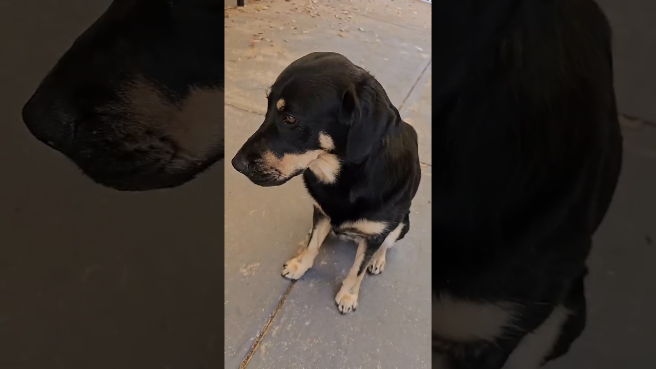 Finally, Cola recovered | Telugu vlogs | Ikada Ela With Goutham  